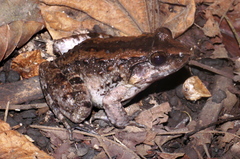 Limnonectes larvaepartus