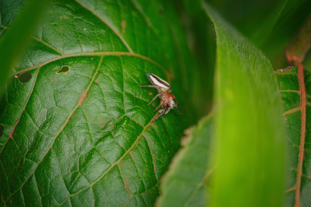 Wedoquella macrothecata