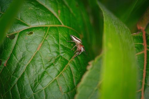 Wedoquella macrothecata