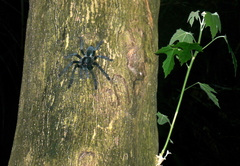 Lampropelma carpenteri