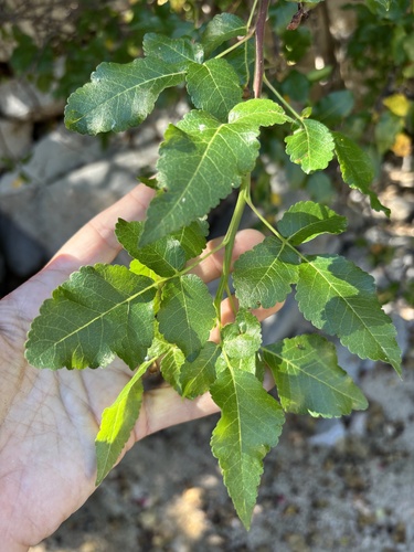 Bursera rupicola León de la Luz
