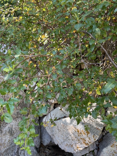 Bursera rupicola León de la Luz 2