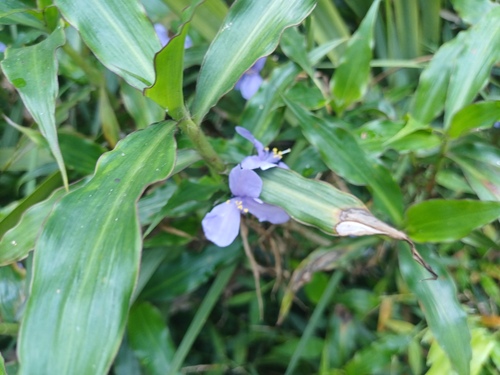 Coleotrype natalensis (Coleotrype natalensis)