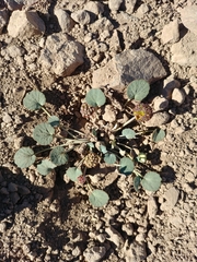 Pozoa coriacea