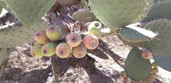 Opuntia joconostle