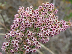 Erica lucida