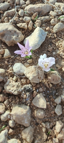 Mediterranean Meadow Saffron (Colchicum cupanii)