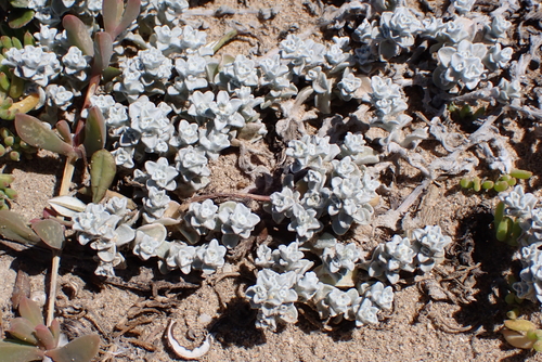 Dune Everlasting (Helichrysum litorale)