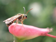 Lipotriches ceratina