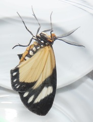Scopula libyssa