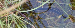Richardsonianus australis