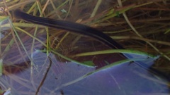 Richardsonianus australis