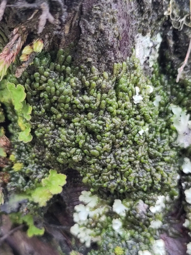 Cheilolejeunea microscypha