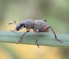 Metapocyrtus adspersus