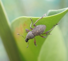 Metapocyrtus adspersus