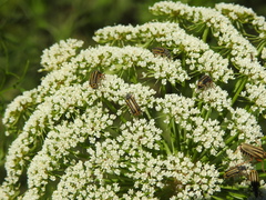 Astylus tucumanensis
