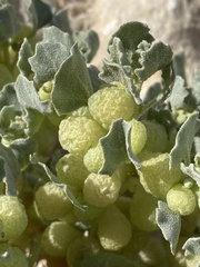 Atriplex holocarpa