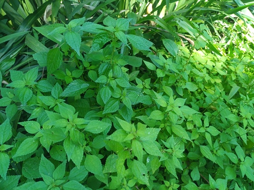African Nettle (Didymodoxa afra)