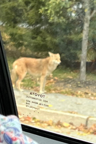 Coyote photographed in Rhode Island