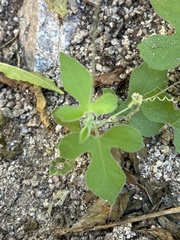 Passiflora arida, photograph (c) Sula Vanderplank, some rights reserved (CC BY)