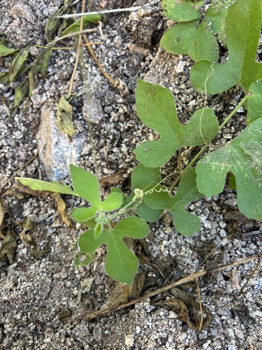 Passiflora arida, photograph 5