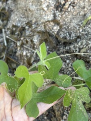 Passiflora arida, photograph (c) Sula Vanderplank, some rights reserved (CC BY)