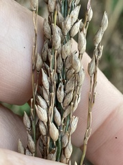 Panicum amarum amarum