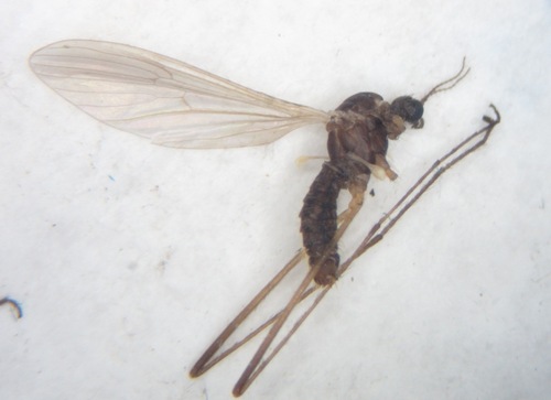 Molophilus priapus