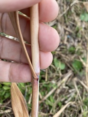 Panicum amarum amarum