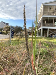 Panicum amarum amarum