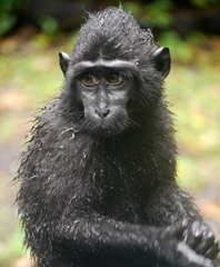 Macaca nigra