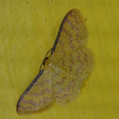 Idaea similinea