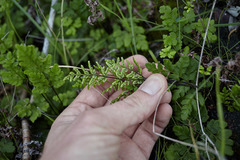 Cheilanthes capensis
