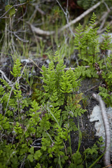 Cheilanthes capensis