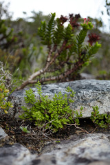 Cheilanthes capensis