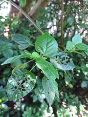 (c) Margaret Burger, some rights reserved (CC BY-SA) Acalypha glabrata, photograph (c) Margaret Burger, some rights reserved (CC BY-SA)