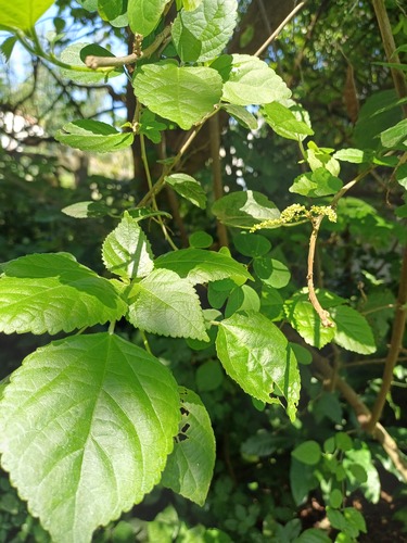Forest False Nettle (Acalypha glabrata)