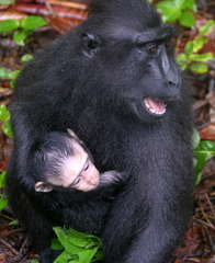 Macaca nigra