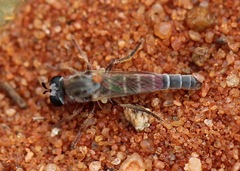 Macroetra