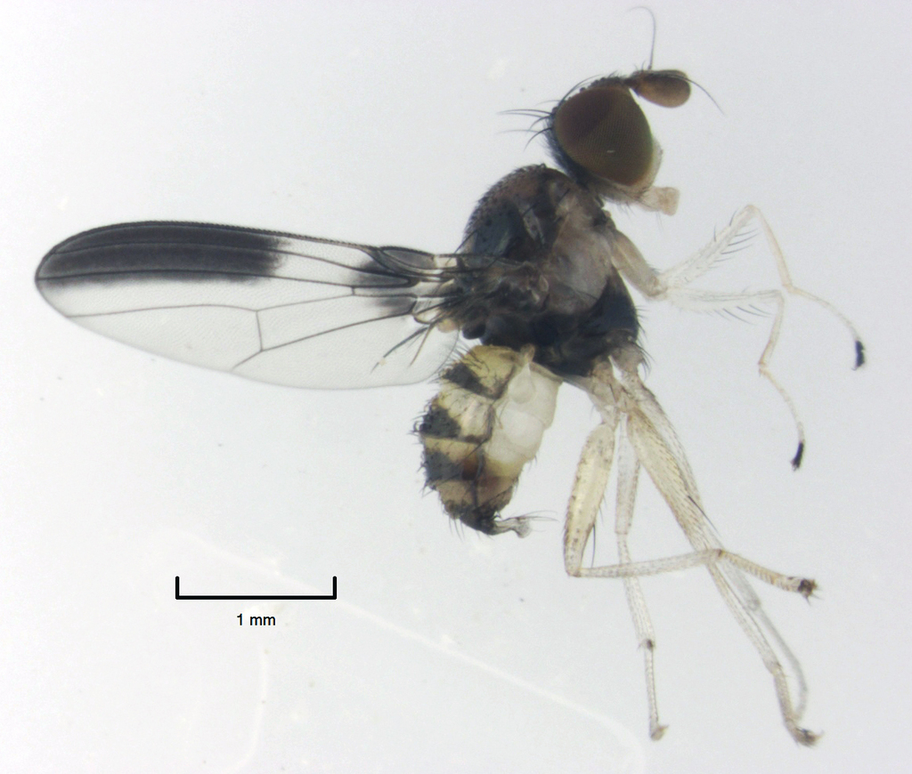 Maorina bimacula