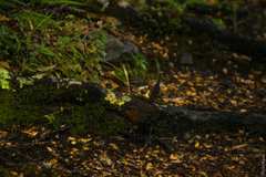 Scelorchilus rubecula