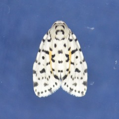 Clemensia leopardina image