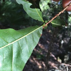 Image of Quercus austrina