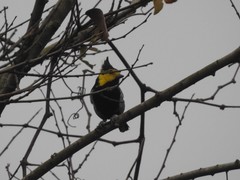 Machlolophus spilonotus