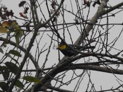 Machlolophus spilonotus