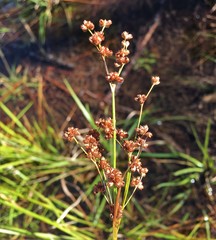 Juncus biflorus