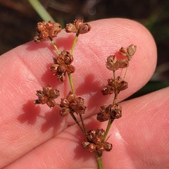 Juncus biflorus