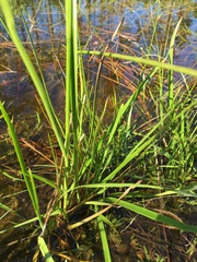 Juncus biflorus