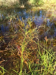 Juncus biflorus