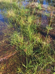 Juncus biflorus
